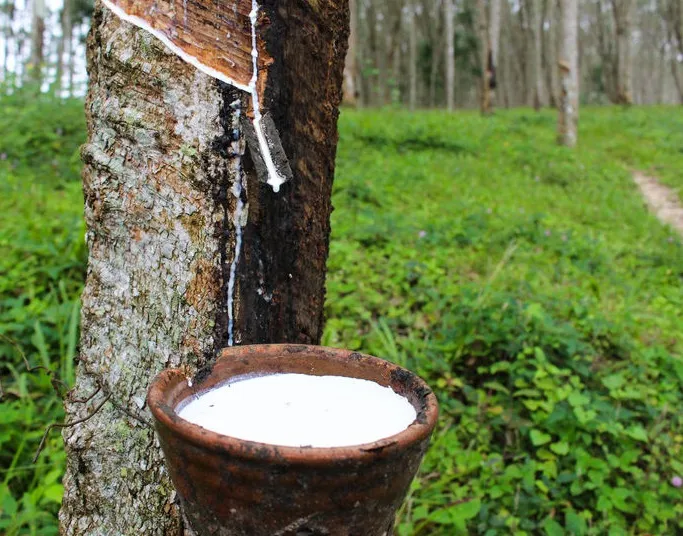 Giá cao su tăng do nhiều yếu tố